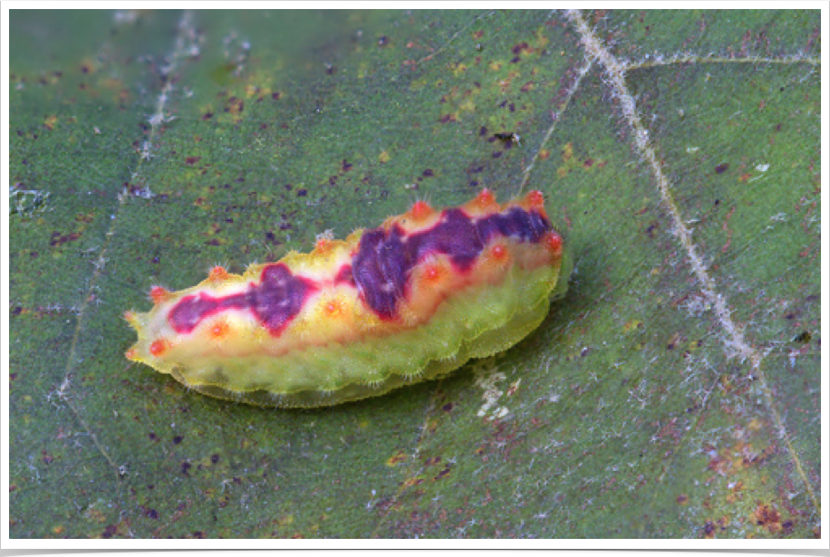 Adoneta spinuloides
Purple-crested Slug
Perry County, Alabama Adoneta spinuloides
Purple-crested Slug
Perry County, Alabama